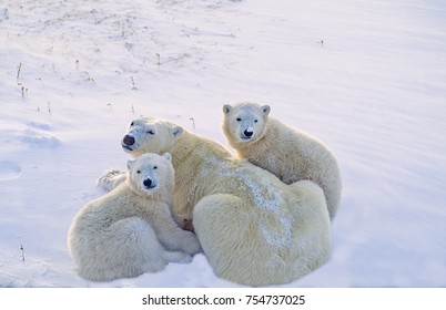 Polar Bear And Cubs On Snow Covered Canadian Arctic Tundra