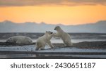 Polar Bear Cubs Playing, Kaktovik, Alaska, USA