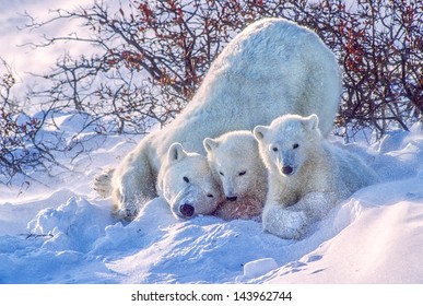 Polar Bear Cubs Snow Flying Stock Photo 143962744 | Shutterstock