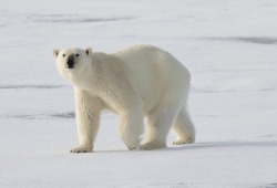Polar Bear Cubs; Svalbard; Polar Bear Mother; Svalbard; Polar Bear Mother, And Cub On Fast Ice, Illuminated By Rare Sunlight, Svalbard