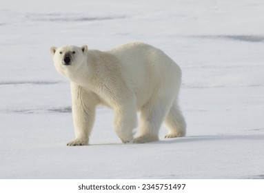 Polar bear cubs; Svalbard; Polar bear mother; Svalbard; Polar bear mother, and cub on fast ice, illuminated by rare sunlight, Svalbard
