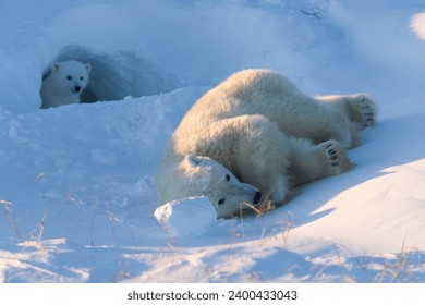 Polar Bear with cubs, (Ursus maritimus), Churchill, Manitoba, Canada - Powered by Shutterstock