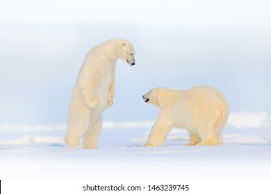 197 Polar bear dancing Stock Photos, Images & Photography | Shutterstock