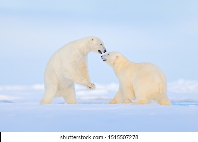 197 Polar bear dancing Stock Photos, Images & Photography | Shutterstock