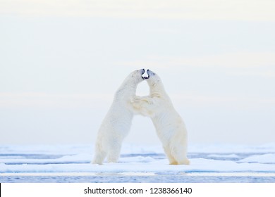 197 Polar bear dancing Stock Photos, Images & Photography | Shutterstock