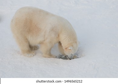 Polar Bear Digging A Hole In Snow