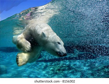 Polar bear diving