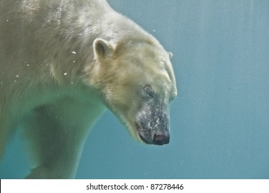 Polar Bear Diving