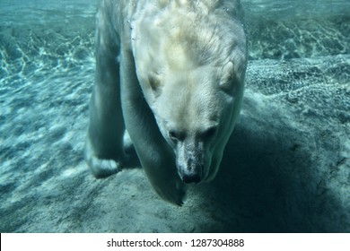 Polar Bear Diving Underwater