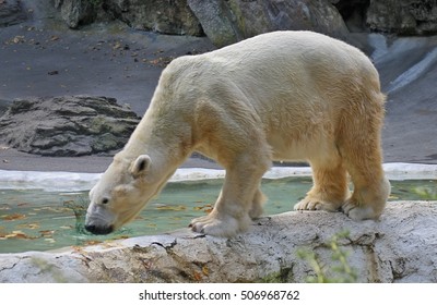 Polar Bear drinking water at the Bronx Zoo - Powered by Shutterstock