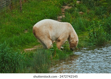 A polar bear drinking water from a pond in a grassy area. - Powered by Shutterstock