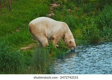 A polar bear drinking water from a pond in a grassy area. - Powered by Shutterstock