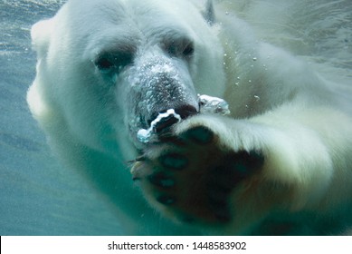 Polar Bear Eating Fish Under Water Stock Photo 1448583902 | Shutterstock