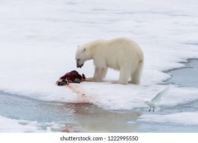 polar bear covered in blood