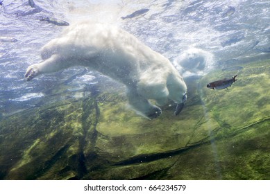 Polar Bear Exhibit Cub Swimming Fishing Fish Zoo Indoors Underwater Eating Hunting Animals Wildlife Arctic 