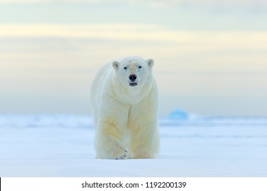 Polar Bear Roaring Animal Nature Snow Winter Arctic Circle Wild Predator Poster
