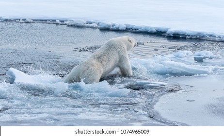 Polar bear falling through ice into water