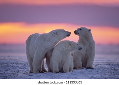 Polar Bear Family In Canadian Arctic Sunset.