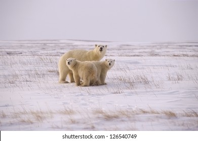 Polar Bear Family On The Arctic Tundra