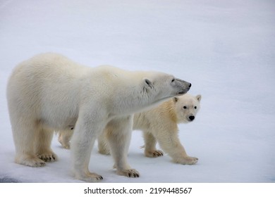 Polar Bear Family On Ice Floe In The Viscount Melville Sound, Nunavut, Canada High Arctic Polar Region.