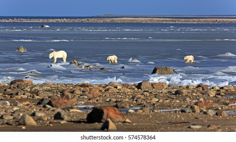 polar-bear-family-on-ice-260nw-574578364