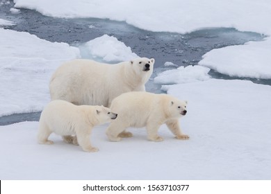 Polar Bear Family Is Walking On The Ice