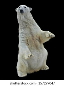 Polární medvěd samice, sedí rovně se zvednutými přední tlapy, a izolované na černém pozadí. Divoká krása nejnebezpečnějšího a mocného zvířete na světě. Těžký, ale roztomilý predátor.