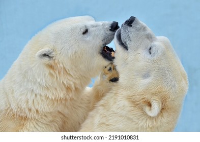 Polar Bear Fighting With Each Other