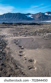 Polar Bear Foot Prints To The Campsite In The Mud, Svalbard