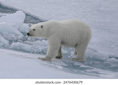 Polar bear in the Fram strait  between Svalbard and Greenland