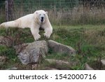 A Polar Bear frolicking on a mound.