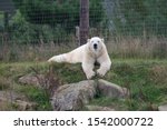 A Polar Bear frolicking on a mound.