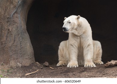 Polar Bear In Front Of His Den