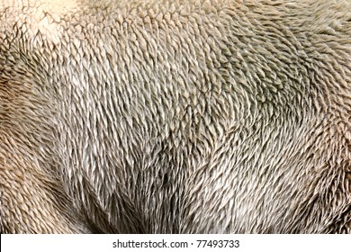 59,033 Wet fur Images, Stock Photos & Vectors | Shutterstock