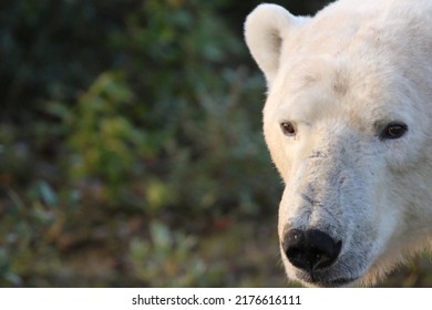 Polar Bear Headshot, Hudson Bay Canada