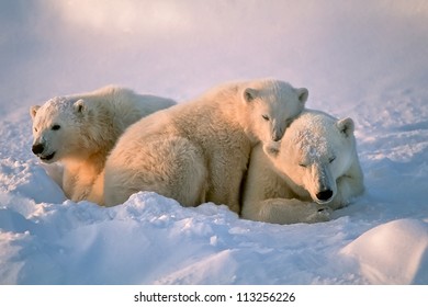 Polar Bear With Her Cubs