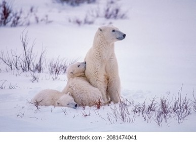 Polar Bear With Her Cubs Sitting On Snow On Canadian Arctic Tundra