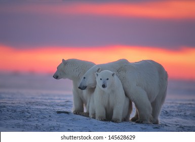 Polar Bear With Her Yearling Cubs Against Arctic Sunset