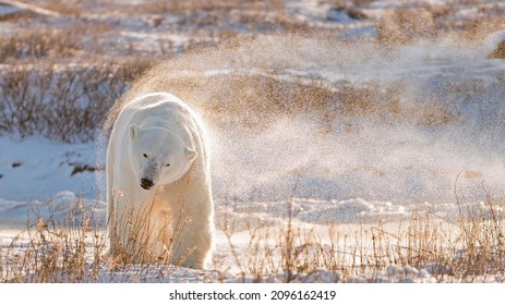 Polar Bear In Hudson Bay, Canada