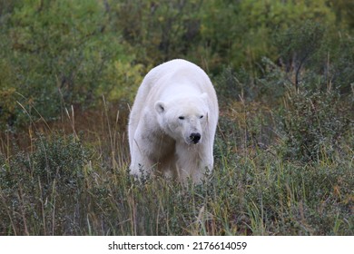 Polar Bear At Hudson Bay, Canada