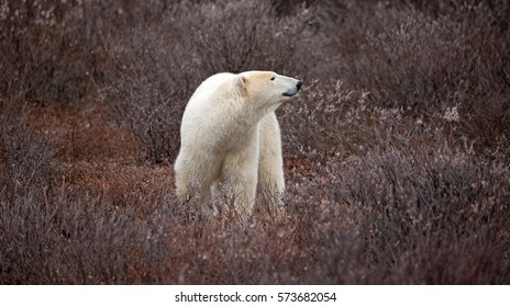 A Polar Bear At The Hudson Bay, Canada