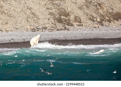 Polar Bear Hunting  Beluga Whales On Coastline Of Radstock Bay On Devon Island, Nunavut, Canada.