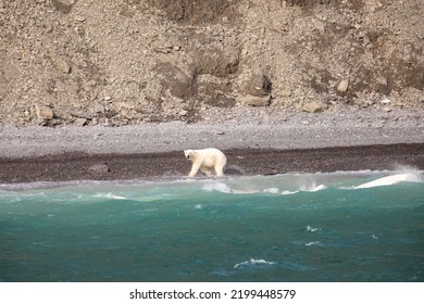 Polar Bear Hunting Narwhal And Beluga Whales On Coastline Of Radstock Bay On Devon Island, Nunavut, Canada.