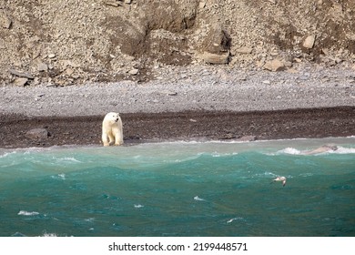 Polar Bear Hunting Narwhal On Coastline Of Radstock Bay On Devon Island, Nunavut, Canada.