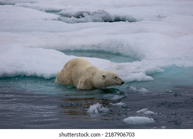 Polar Bear Hunting On Ice At Nordaustlandet. (North East Land).