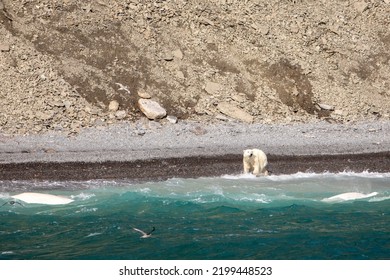 Polar Bear Hunting  Pod Of Beluga Whales On Coastline Of Radstock Bay On Devon Island, Nunavut, Canada.