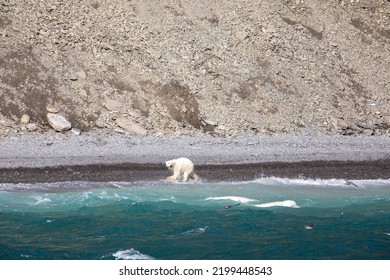 Polar Bear Hunting Pod Of Beluga Whales On Coastline Of Radstock Bay On Devon Island, Nunavut, Canada.
