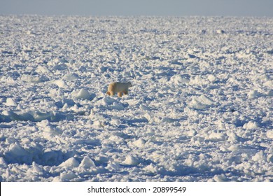 Polar Bear Hunting Seals On The Ice Cap In Hudson Bay, Canada