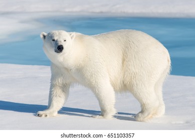 Polar Bear Isolated 