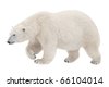 polar bear isolated